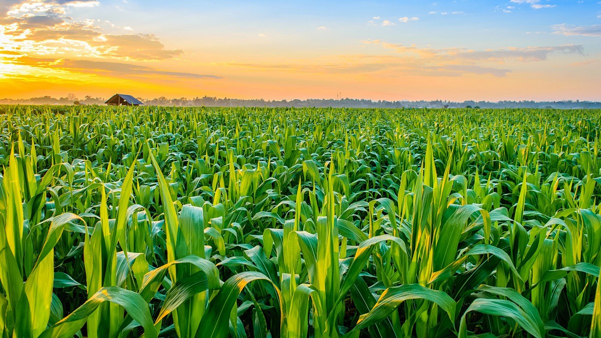 农产品行业解决方案